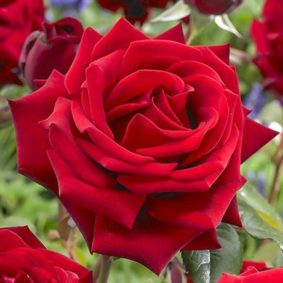 Троянда чайно-гібридна Містер Лінкольн a-1541 фото