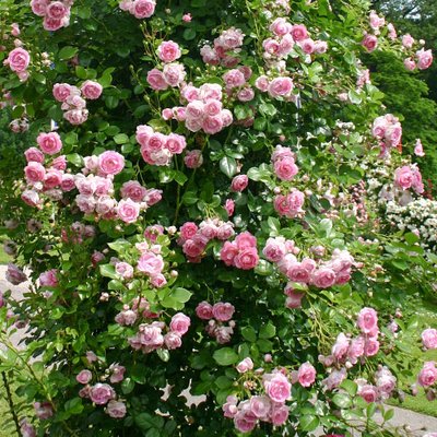 Троянда плетиста Жасміна a-1716 фото