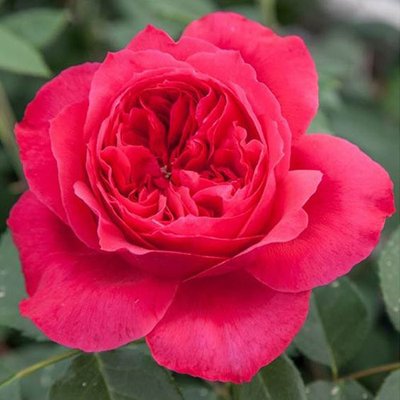 Троянда паркова Рубан Руж a-1486 фото