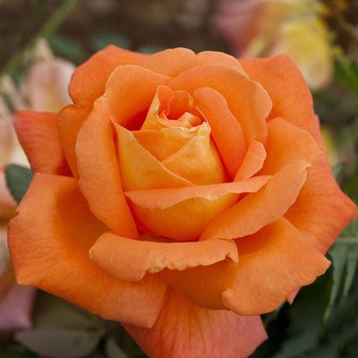 Троянди чайно-гібридні Черрі Бренді a-1824 фото