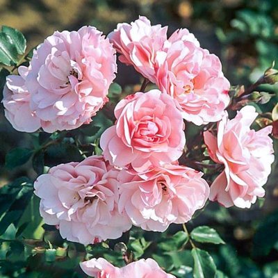 Троянда флорибунда Боніка a-1747 фото