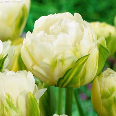 Тюльпан махровий Дабл Маурін a-2046 фото