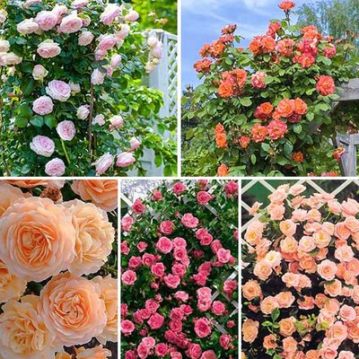 Комплект плетистых роз Нежность из 5 сортов a-1615 фото