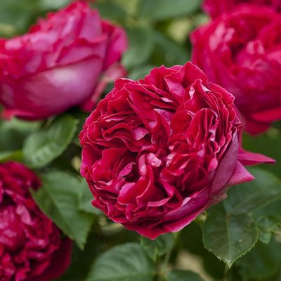 Роза парковая Эрик Таберли a-1589 фото