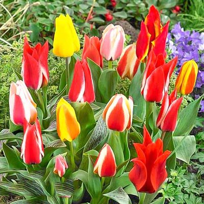 Тюльпаны Грейга, микс a-2240 фото