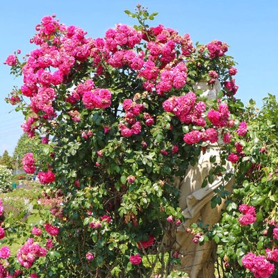 Роза плетистая Лагуна a-1644 фото