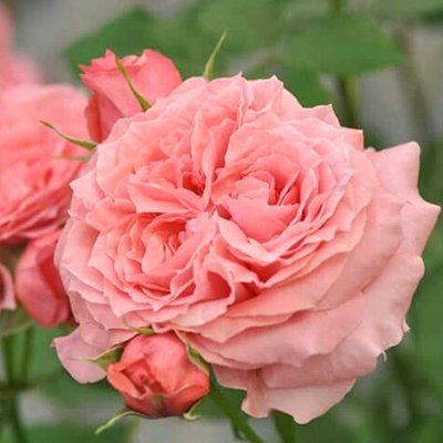 Роза парковая Корал Желе a-1493 фото