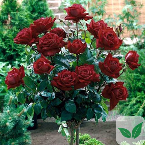 Троянда штамбова Блек Баккара a-1544 фото