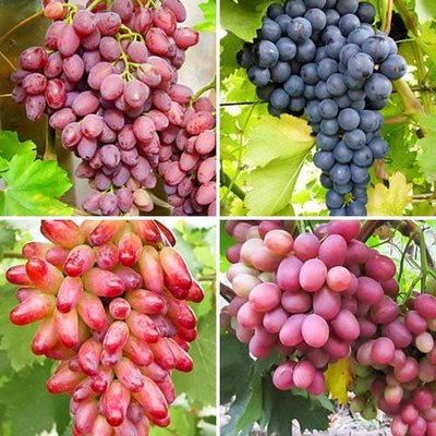 Комплект винограду Рубінова лоза з 4 сортів a-2315 фото