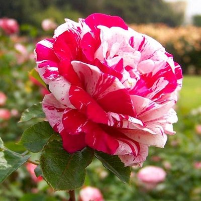 Троянди чайно-гібридні Кенді Страйп a-1626 фото