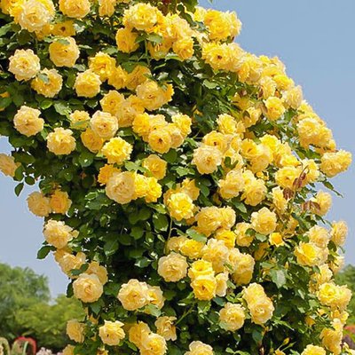 Троянда плетиста Казино a-1741 фото