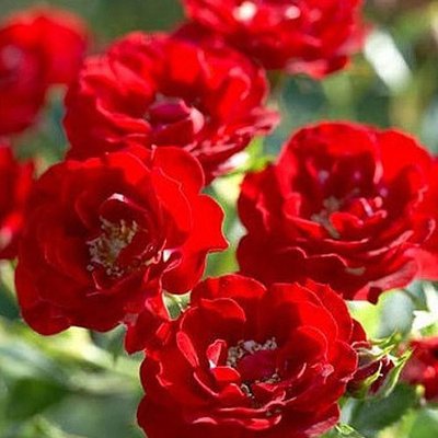 Роза канадская Аделаида Худлесc a-1497 фото