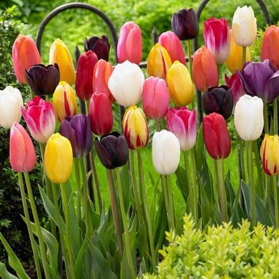 Тюльпаны ботанические, смесь окрасок a-2089 фото