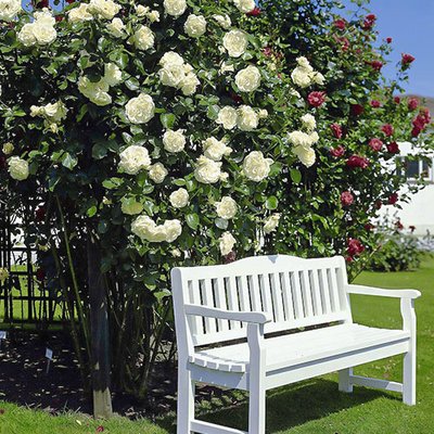 Троянда плетиста Мон Блан a-1839 фото