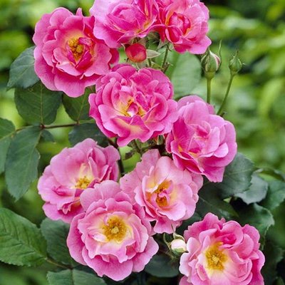 Роза канадская Вильям Баффин a-1507 фото