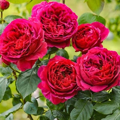 Троянда англійська Солодкий поцілунок a-1480 фото