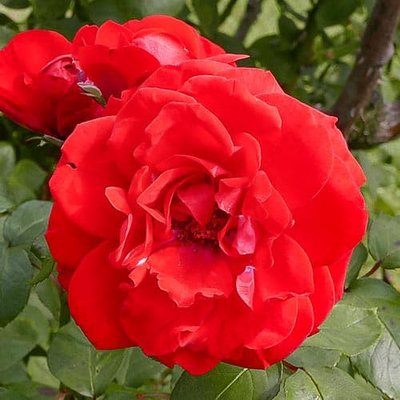 Троянда паркова Шалом a-1397 фото