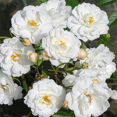 Троянда ґрунтопокривна Катарина Займет a-1396 фото