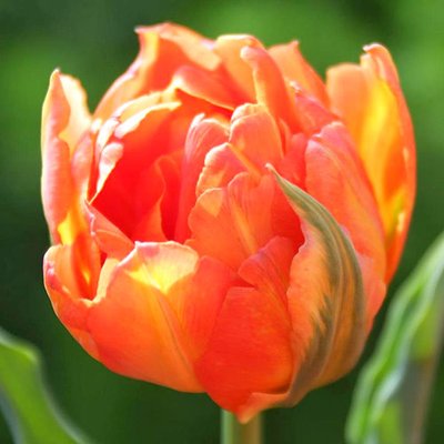 Тюльпан махровий Монте Оранж a-2246 фото