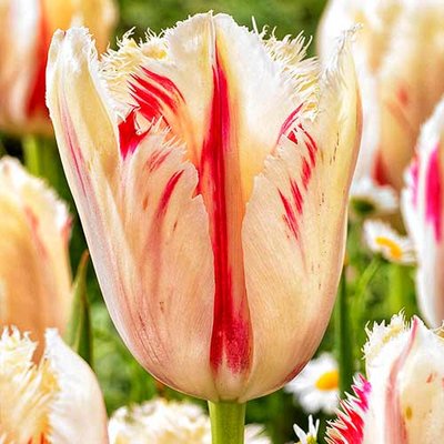 Тюльпан бахромчатый Карусель a-2113 фото