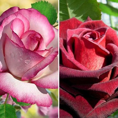 Суперпропозиція! Комплект троянд чайно-гібридних Блек енд Вайт з 2 сортів a-1704 фото