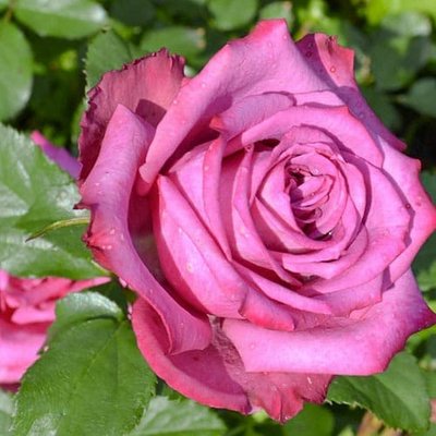 Роза чайно-гібридна Блуберрі a-1613 фото