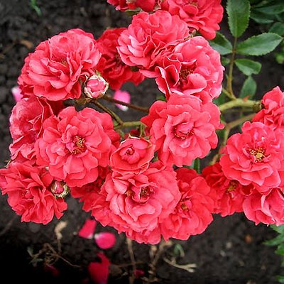 Роза почвопокровная Фейри Данс a-1470 фото