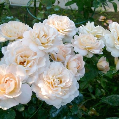 Троянда флорибунда Кристал Палас a-1703 фото