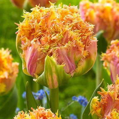 Тюльпан бахромчатый Эсприт a-2153 фото
