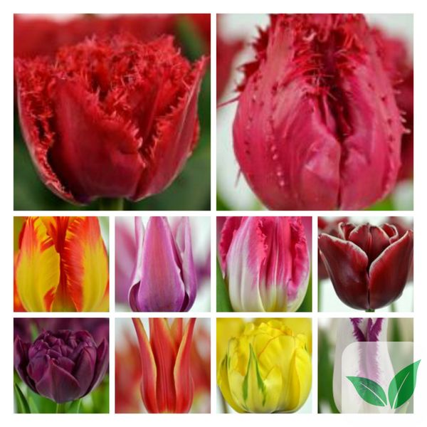 Набір тюльпанів мікс №1 3101 фото