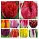 Набір тюльпанів мікс №1 3101 фото 3
