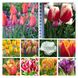 Набір тюльпанів мікс №1 3101 фото 2