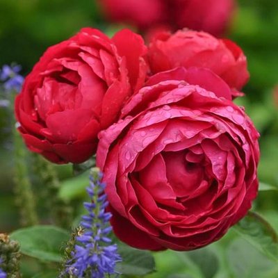 Троянда чайно-гібридна Аскот a-1713 фото