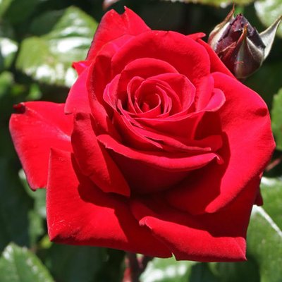 Роза чайно-гибридная Ингрид Бергман a-1560 фото