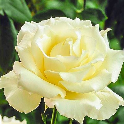 Троянда чайно-гібридна Ла Перла a-1689 фото