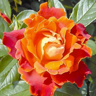 Роза флорибунда Чоколэйт Раффлс a-1656 фото
