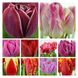 Набір тюльпанів мікс №2 3102 фото 3