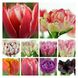 Набір тюльпанів мікс №2 3102 фото 1