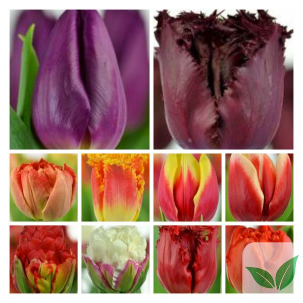 Набір тюльпанів мікс №3 3103 фото