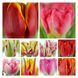 Набір тюльпанів мікс №3 3103 фото 1