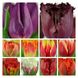 Набір тюльпанів мікс №3 3103 фото 3