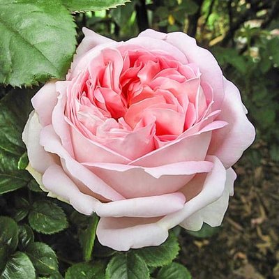 Роза чайно-гибридная Мириам a-1628 фото