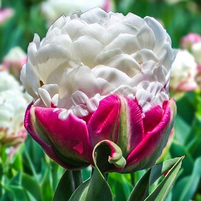 Тюльпан махровий Дабл Полар a-2297 фото
