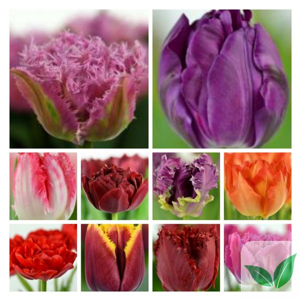Набір тюльпанів мікс №4 3104 фото