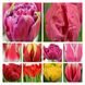 Набір тюльпанів мікс №4 3104 фото 1