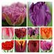 Набір тюльпанів мікс №4 3104 фото 2