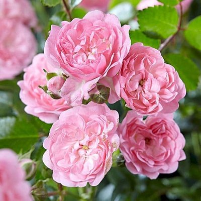 Роза почвопокровная Пинк Фэйри a-1456 фото
