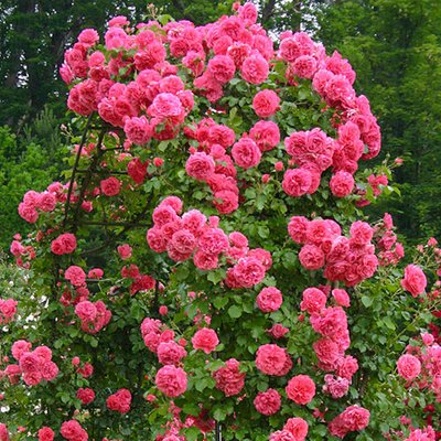 Троянда плетиста Ютерсен a-1681 фото