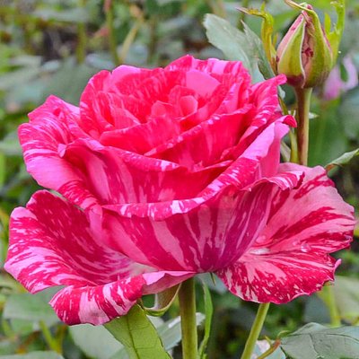 Троянда чайно-гібридна Пінк Інтуїшн a-1767 фото