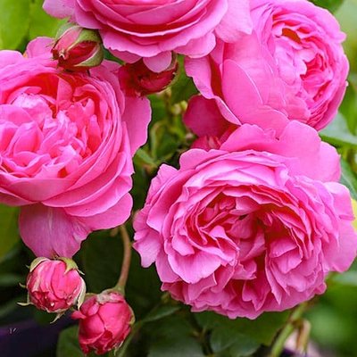 Роза английская Луиз Одье a-1416 фото